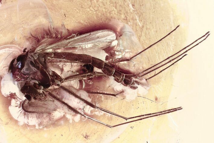 Detailed Fossil True Midge (Chironomidae) in Baltic Amber #352865